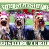Yorkshire Terrier One Million Dollar Bill