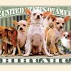 Chihuahua One Million Dollar Bill