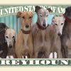 Greyhound Million Dollar Bill