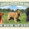COCKER SPANIEL DOG MILLION DOLLAR BILL