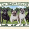 Pug Dog Million Dollar Bill